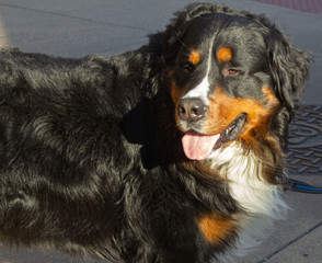 Best Bernese