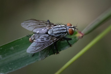 Flesh fly on the edge of a leaf