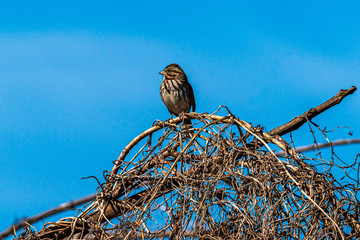 Song Sparrow on a branch