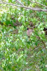 japanese waxwing on branch