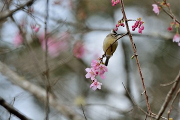 Crowned thrush bird (Yuhina brunneiceps) is endemic to Taiwan