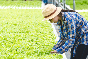 In the hydroponic organic farm, farmer caring the vegetable in the farm. The vegetable is fresh and look healthy. Organic farming, farmer occupation, agriculture business concept.