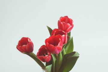 Obraz premium Fresh blooming tulips
