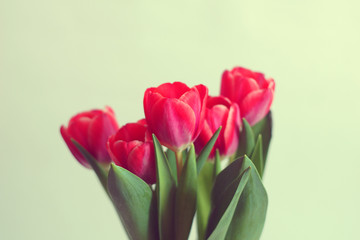 Fresh blooming tulips