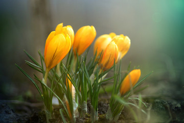 Spring Crocus Flowers in the green field