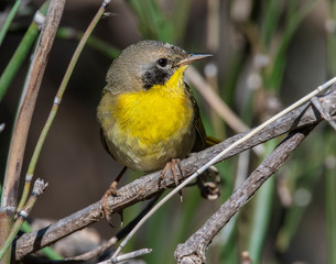 Obraz premium Immature male Common Yellow Throat Warbler