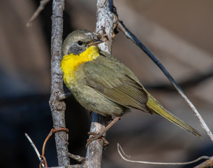 Immature male Common Yellow Throat Warbler