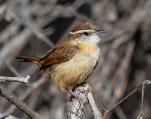 Carolina Wren