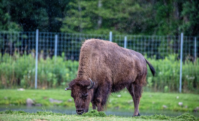 buffalo in yellowstone national park