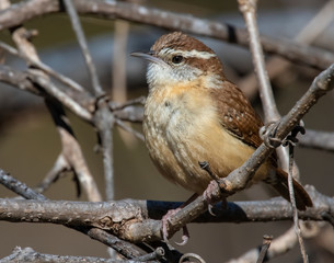 Carolina Wren