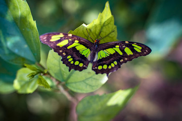 Butterfly in nature with flowers