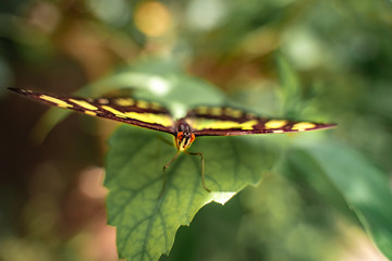 Butterfly in nature with flowers