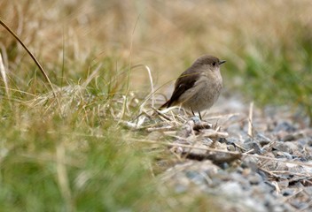 Daurian Redstart(Phoenicurus auroreus)Female,in the Taiwan.