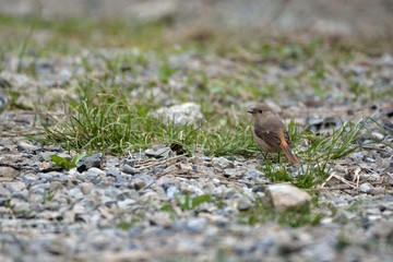 Daurian Redstart(Phoenicurus auroreus)Female,in the Taiwan.
