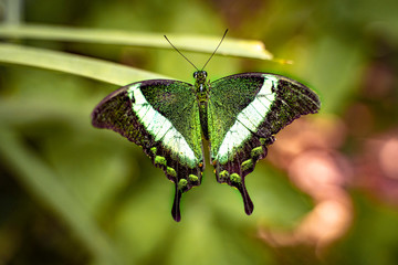 Butterfly in nature with flowers