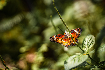 Butterfly in nature with flowers