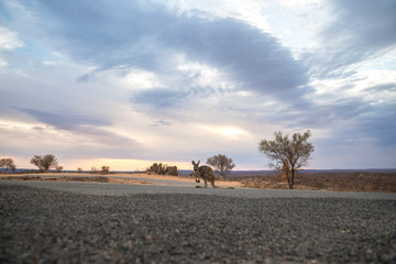 Kangaroo in the desert, Outback, Australia