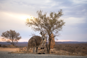 Fototapeta na wymiar Kangaroo in the desert, Outback, Australia