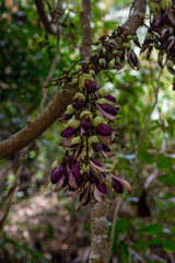 Blood vine flower is called lucky flower
