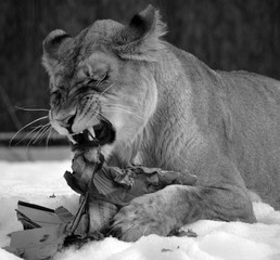 zPlaying in snow with a cardboard box a lion is one of the four big cats in the genus Panthera, and...