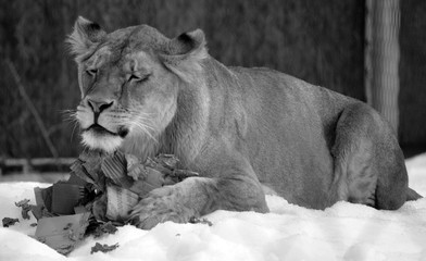 zPlaying in snow with a cardboard box a lion is one of the four big cats in the genus Panthera, and...