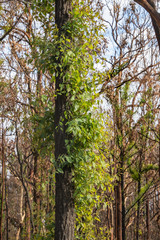Regeneration - New life in the bush after the fires