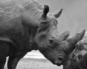 The white rhinoceros or square-lipped rhinoceros is the largest extant species of rhinoceros.  It has a wide mouth used for grazing and is the most social of all rhino species © Daniel Meunier