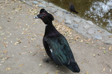 Pato negro