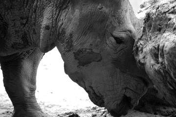 The white rhinoceros or square-lipped rhinoceros is the largest extant species of rhinoceros.  It has a wide mouth used for grazing and is the most social of all rhino species © Daniel Meunier