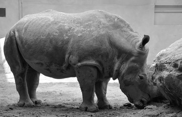 The white rhinoceros or square-lipped rhinoceros is the largest extant species of rhinoceros.  It has a wide mouth used for grazing and is the most social of all rhino species © Daniel Meunier