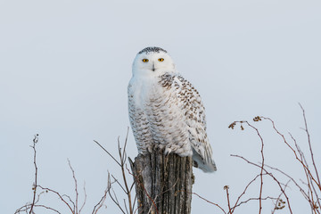 Female Snowy Owl Sitting on Fence Post, Closeup Portrait in Winter