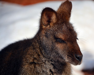 In winter wallaby is any animal belonging to the family Macropodidae that is smaller than a...