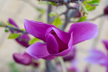 close-up photo of magnolia