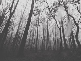 Foggy Trees in North GA