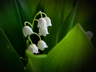 Obraz premium Lily of the valley