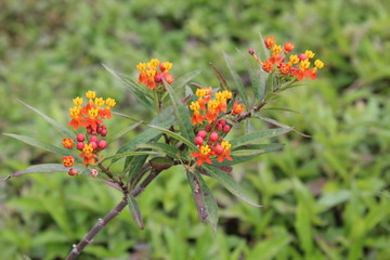 Flores naranjas fondo