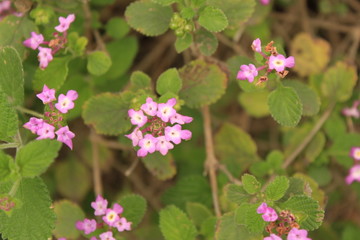 Flores moradas fondo