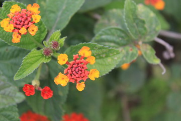 Flores amarillas y rojas fondo