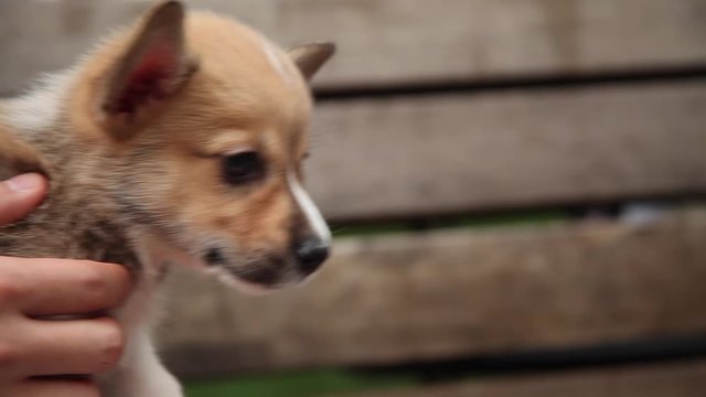 A Person holding a puppy.
