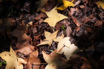 Fallen leaves on the forest floor in early autumn
