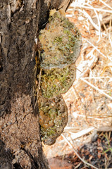 Line Of Porus Ganoderma Mushrooms