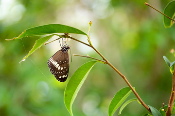 Common crow butterfly hanging on brach next to its chrysalis