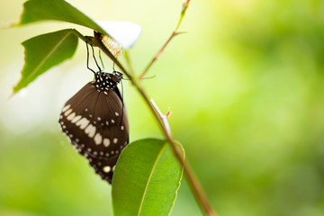 Common crow butterfly hanging on brach next to its chrysalis