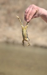 Spotted frog on brown background. Space for text