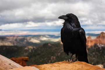 black raven on a ledge