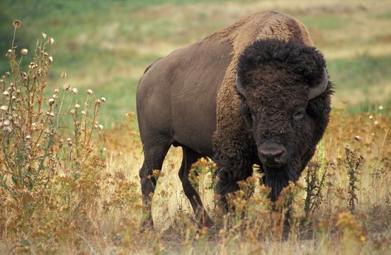 Bison In Yellowstone