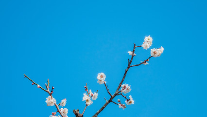 blossom