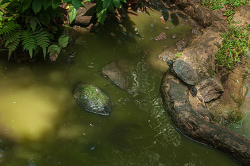 Trachemys scripta in ragunan zoo jakarta indonesia, maybe pqrt of image contain not focus and shake