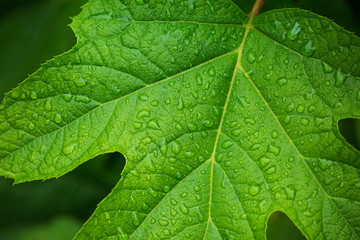 雨に濡れたカシワバアジサイの葉