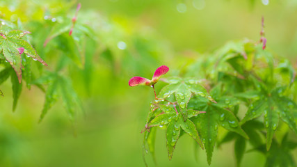 イロハモミジの翼果